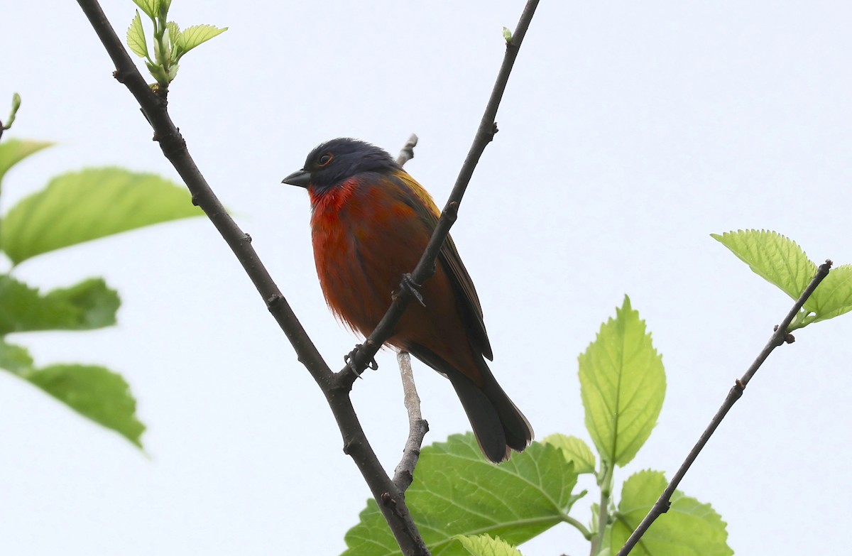 Painted Bunting - ML618567236