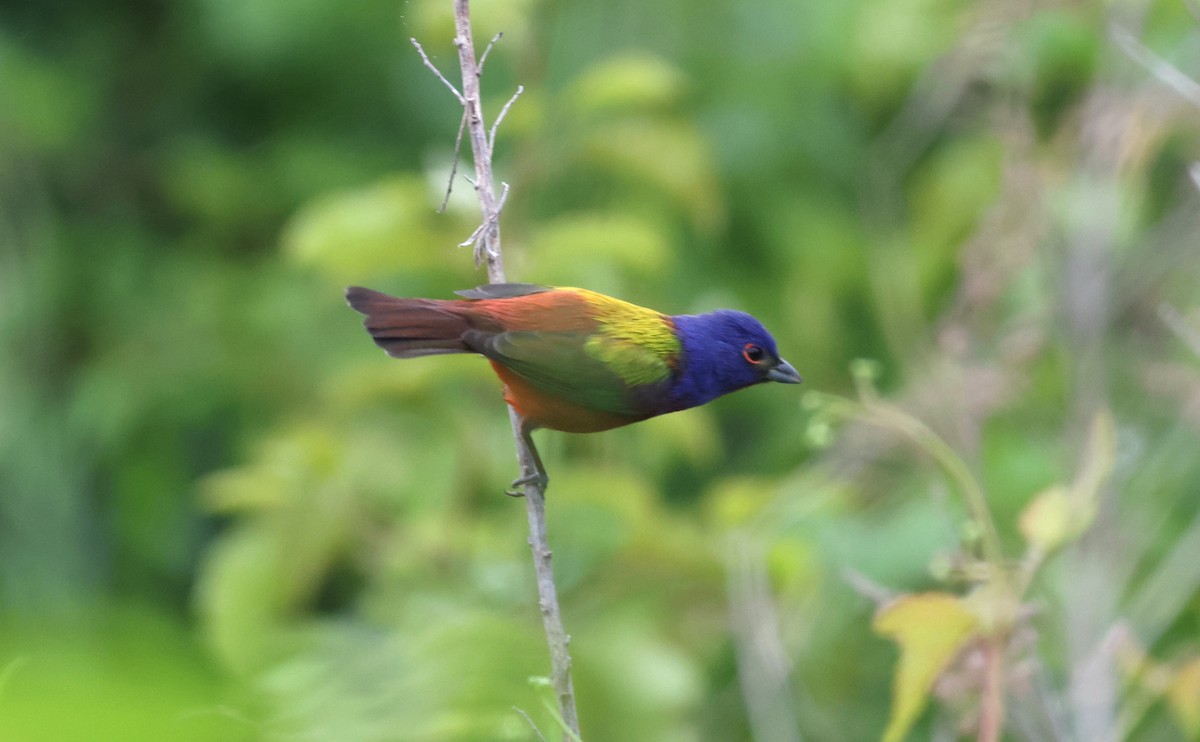 Painted Bunting - ML618567237