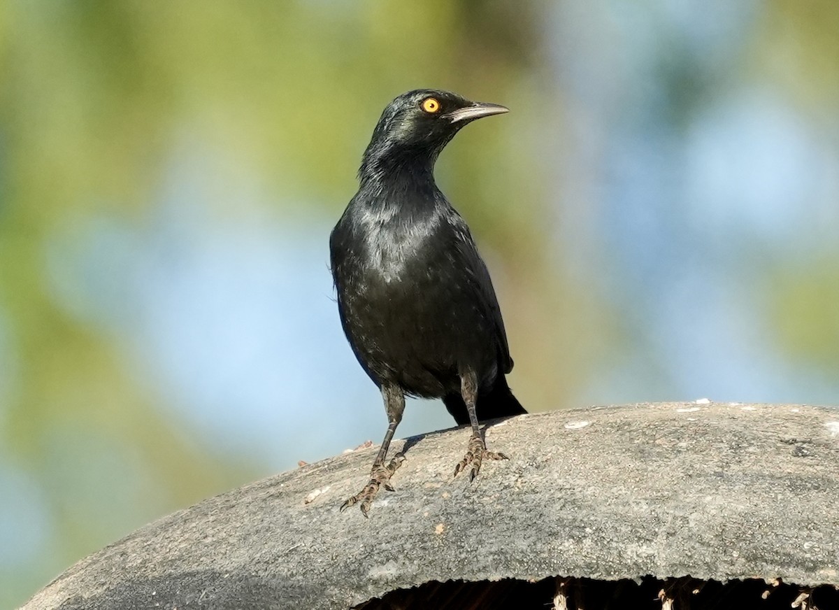 Pale-winged Starling - ML618567239