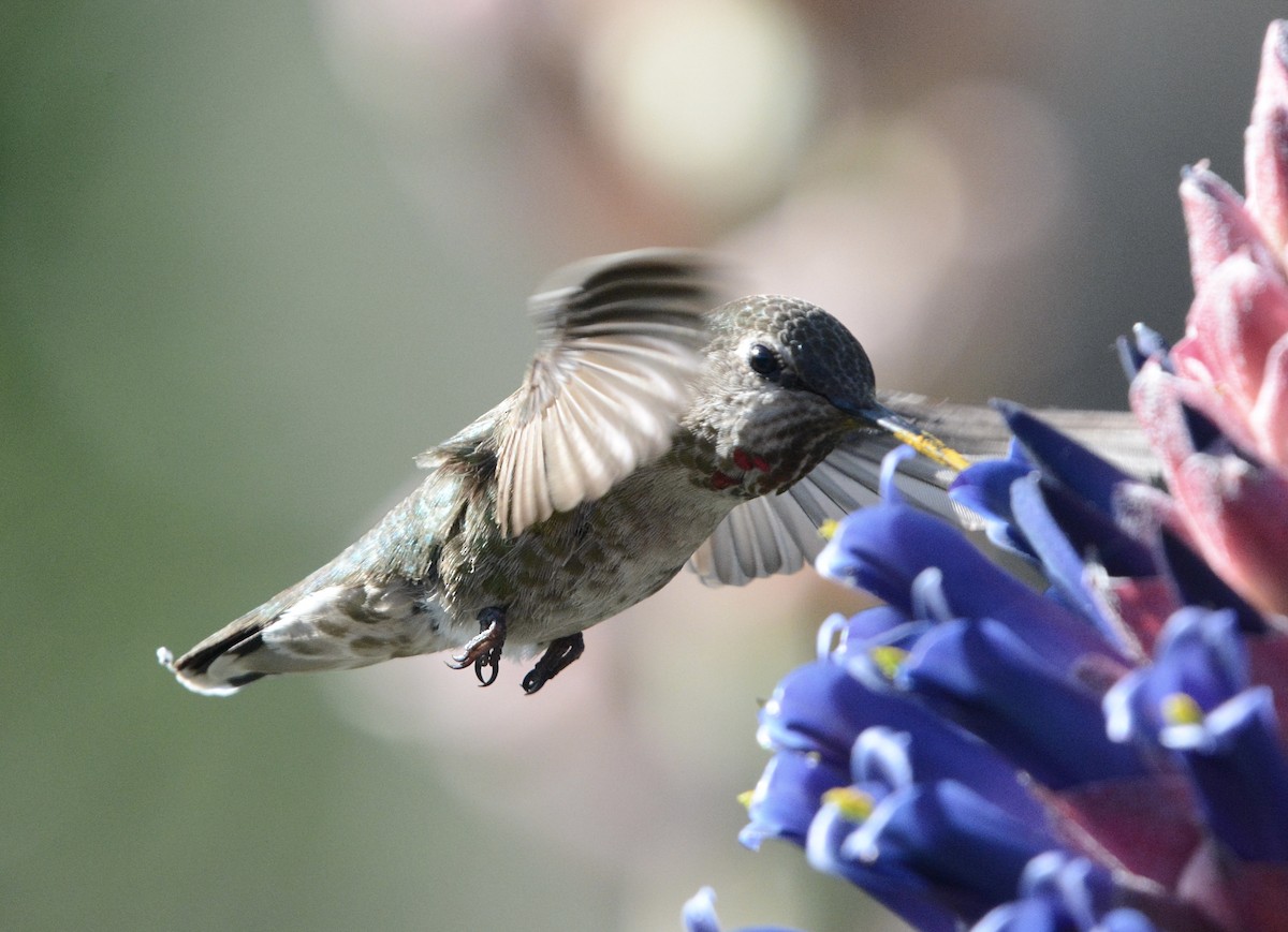 Anna's Hummingbird - ML618567266