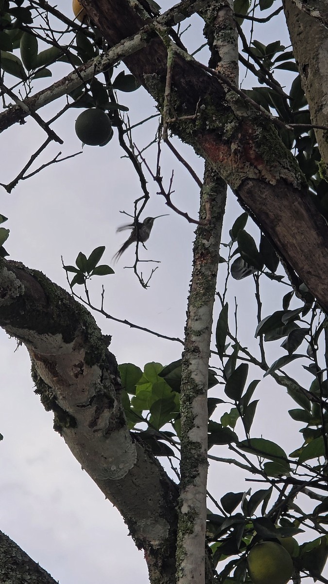 Светлобрюхий колибри-отшельник - ML618567296