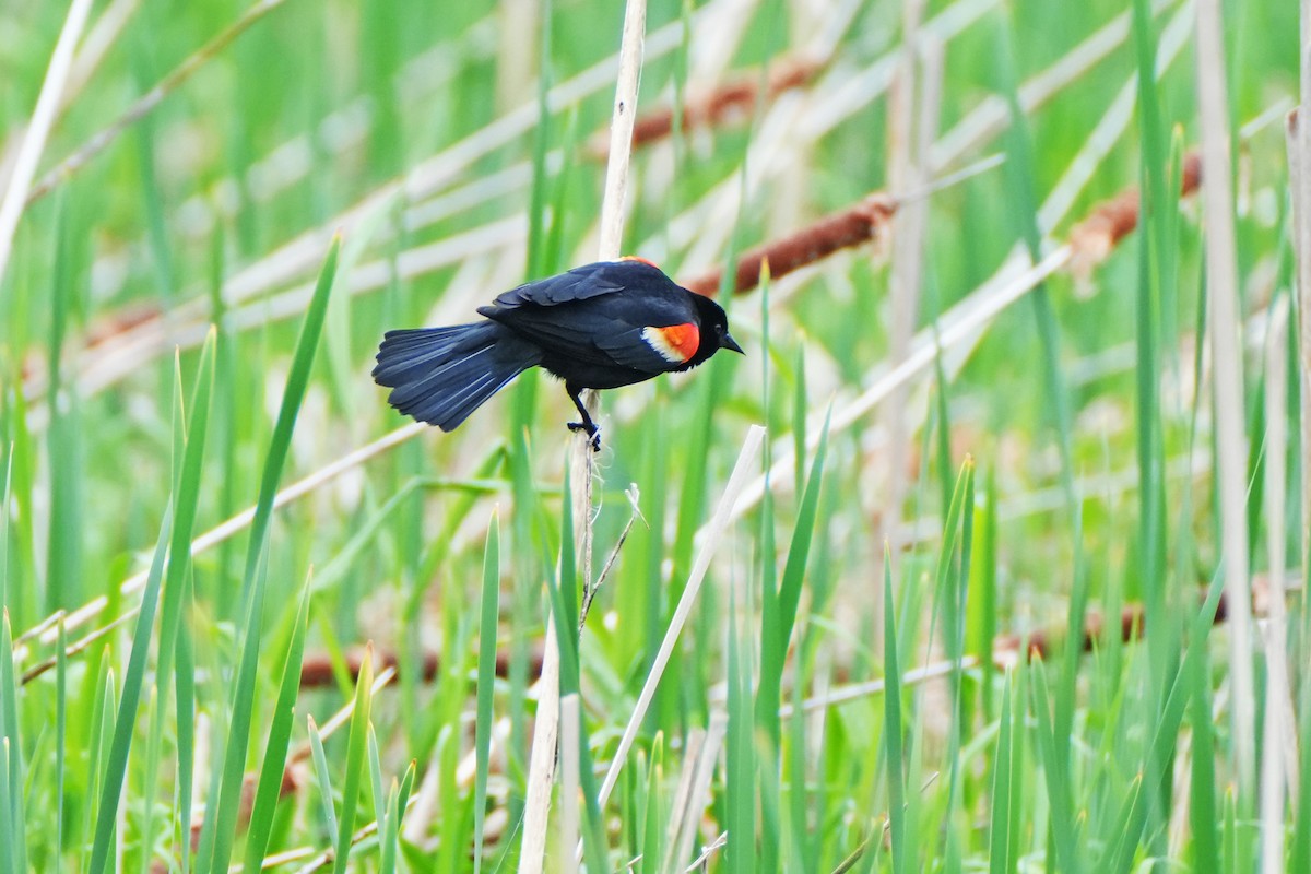 Red-winged Blackbird - ML618567299