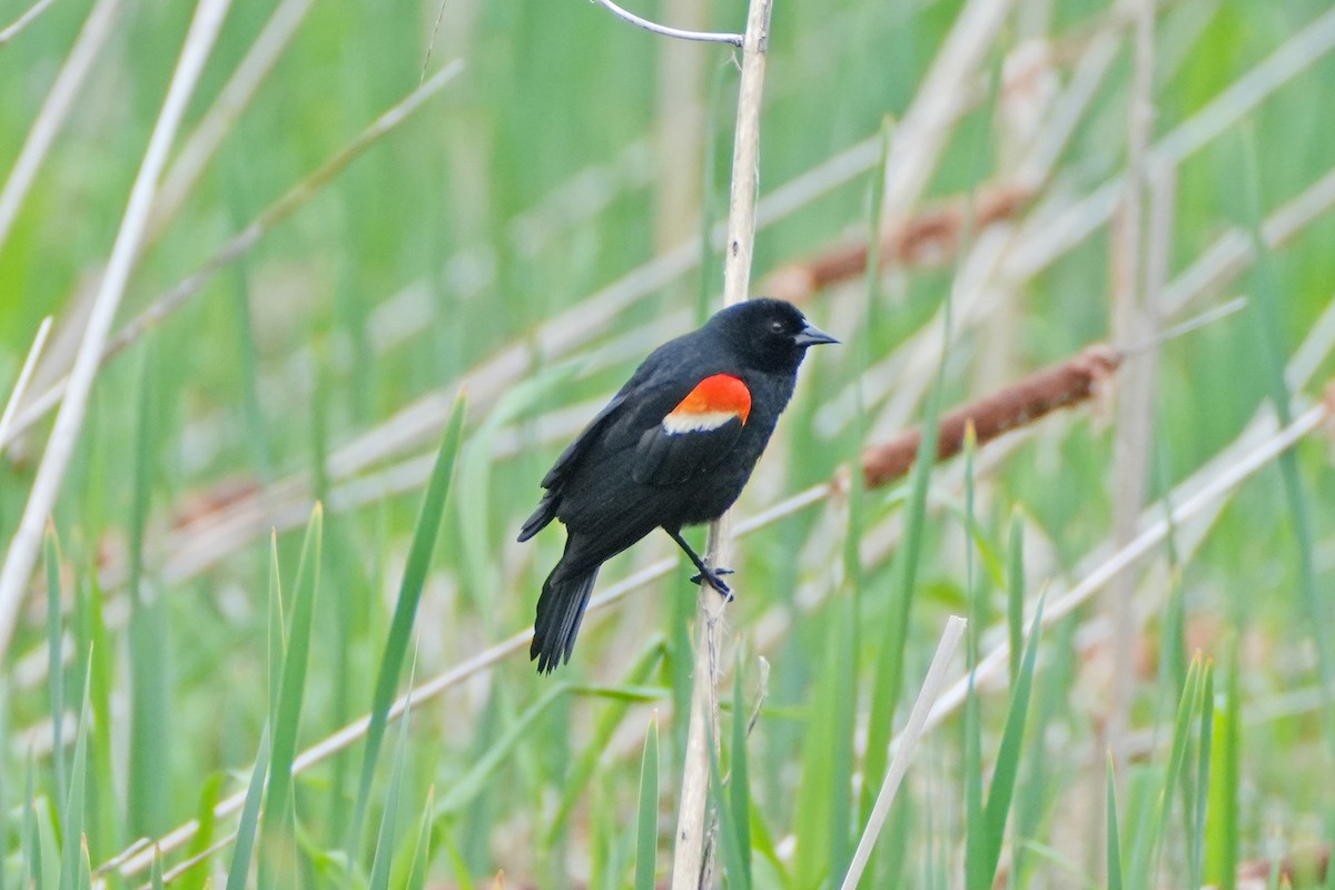 Red-winged Blackbird - ML618567300