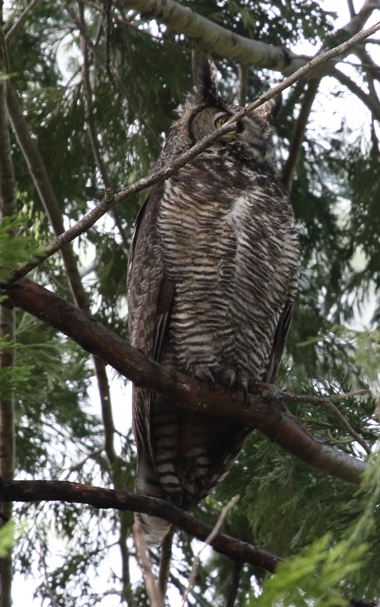 Great Horned Owl - ML618567343