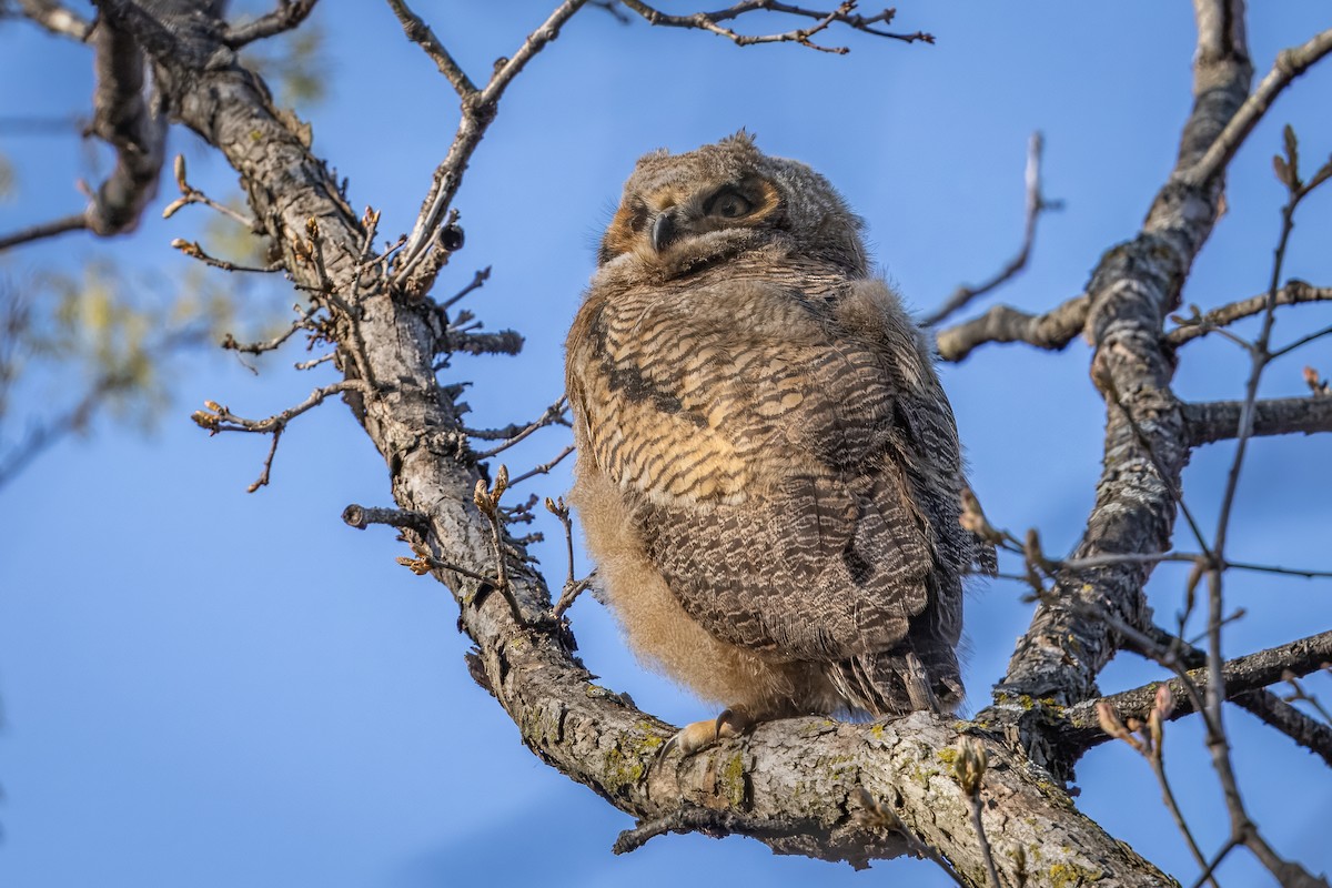 Great Horned Owl - ML618567359