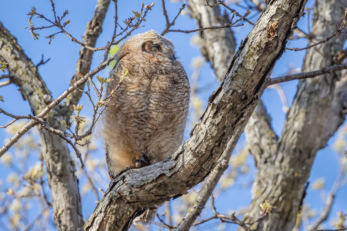 Great Horned Owl - Mariann Cyr
