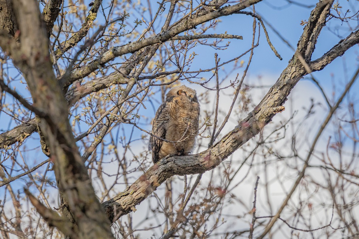 Great Horned Owl - ML618567361