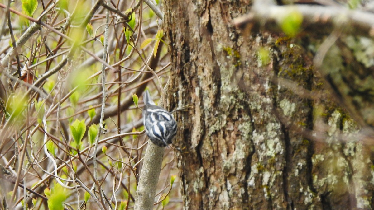 Black-and-white Warbler - ML618567362