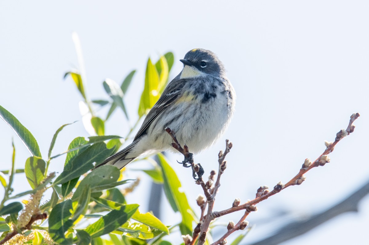 Yellow-rumped Warbler (Audubon's) - ML618567383