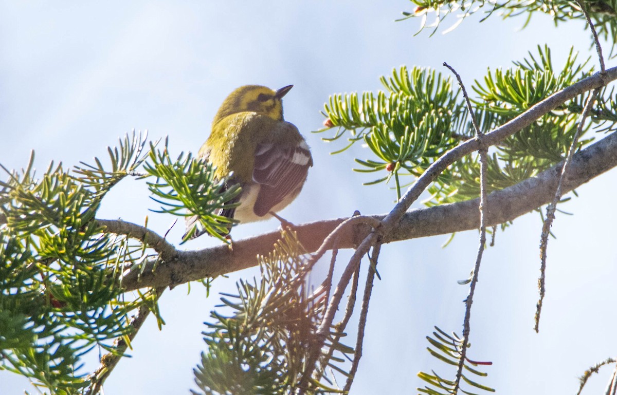 Cape May Warbler - ML618567408