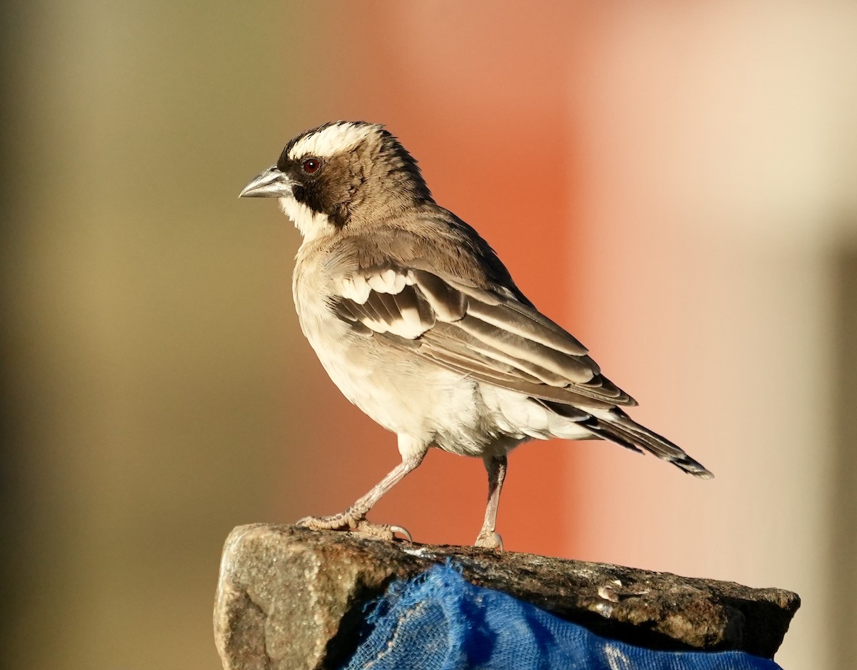 White-browed Sparrow-Weaver - ML618567413