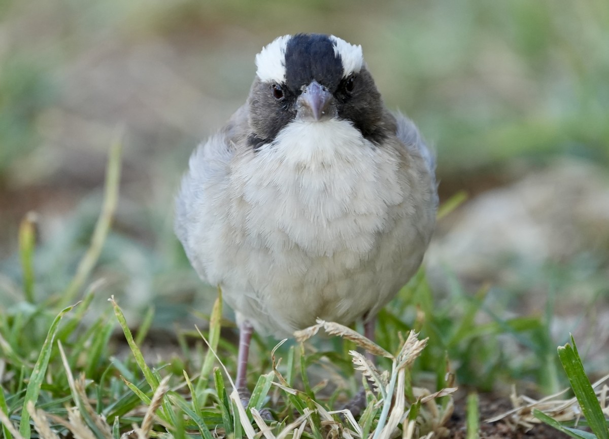 White-browed Sparrow-Weaver - ML618567414