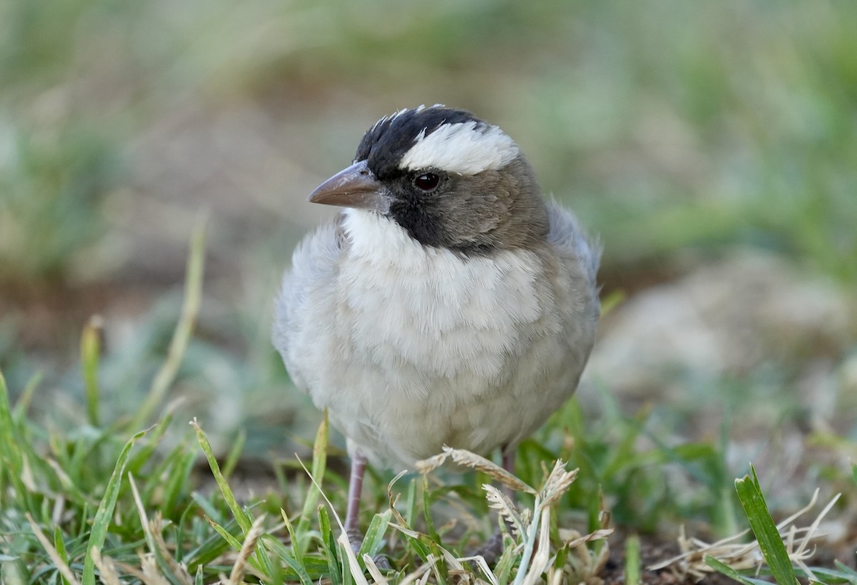 White-browed Sparrow-Weaver - ML618567415