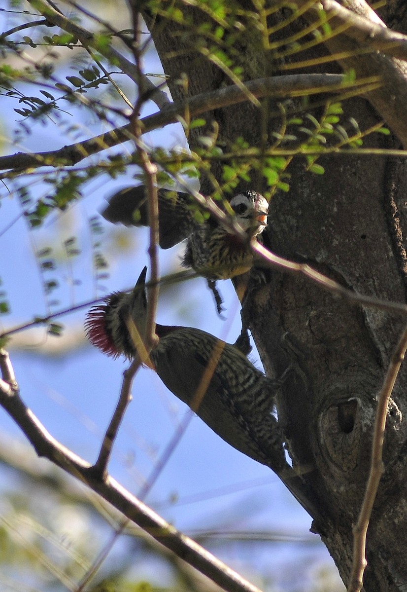 Cuban Green Woodpecker - ML618567416