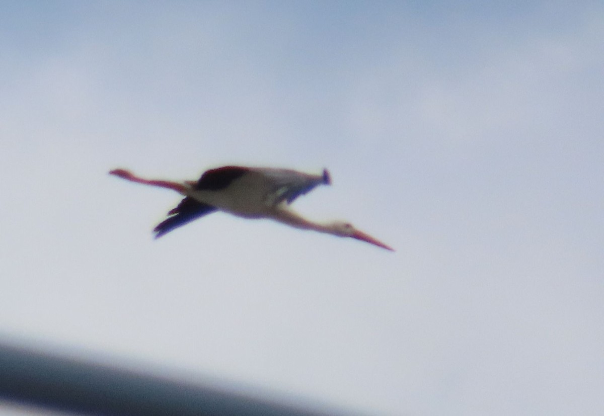 White Stork - ML618567426