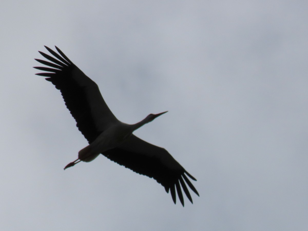 White Stork - Thomas Brooks
