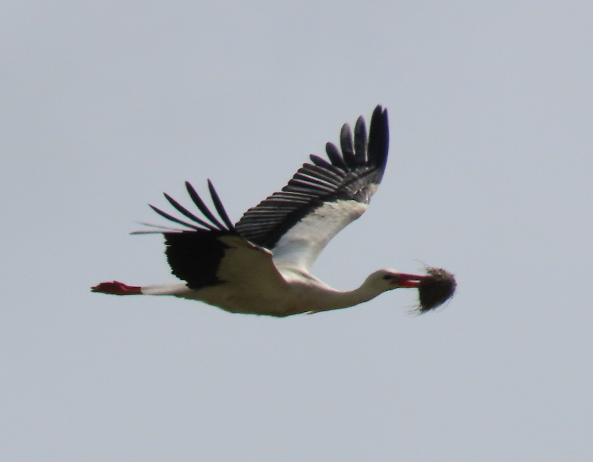 White Stork - ML618567432