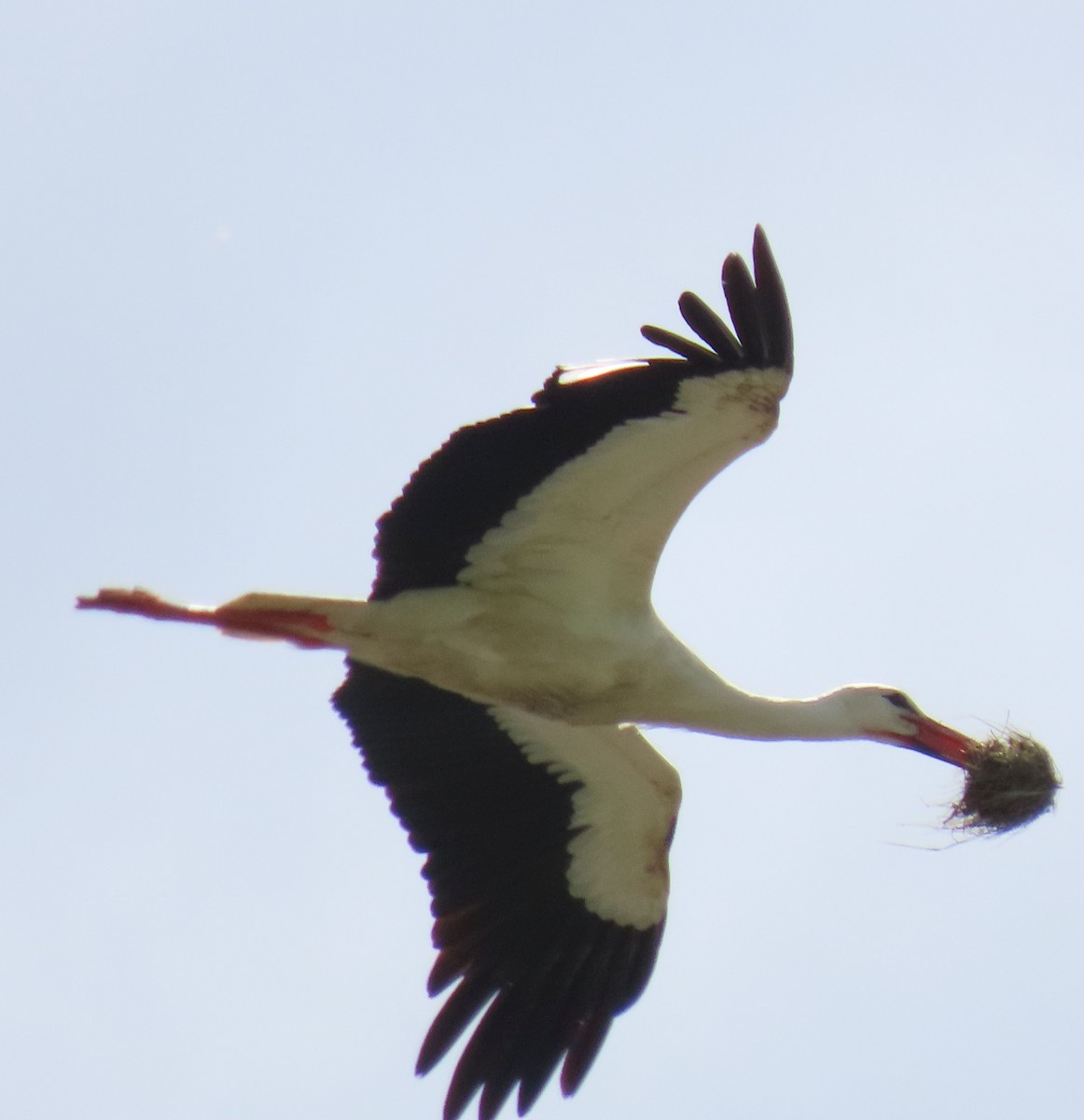 White Stork - ML618567433