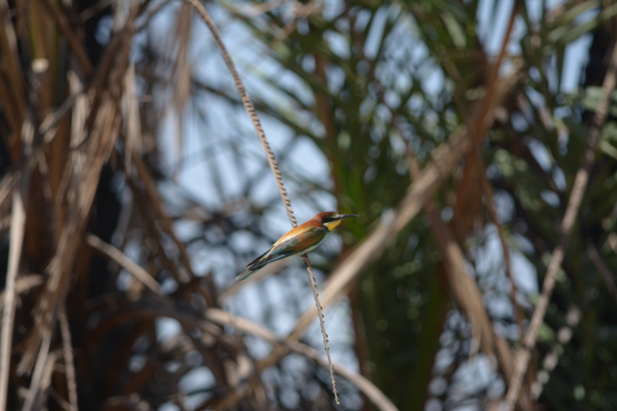 European Bee-eater - ML618567458