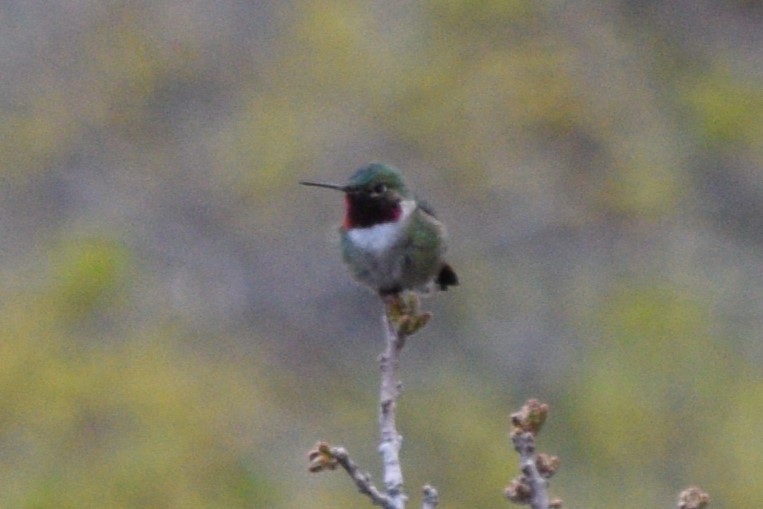 Broad-tailed Hummingbird - ML618567504