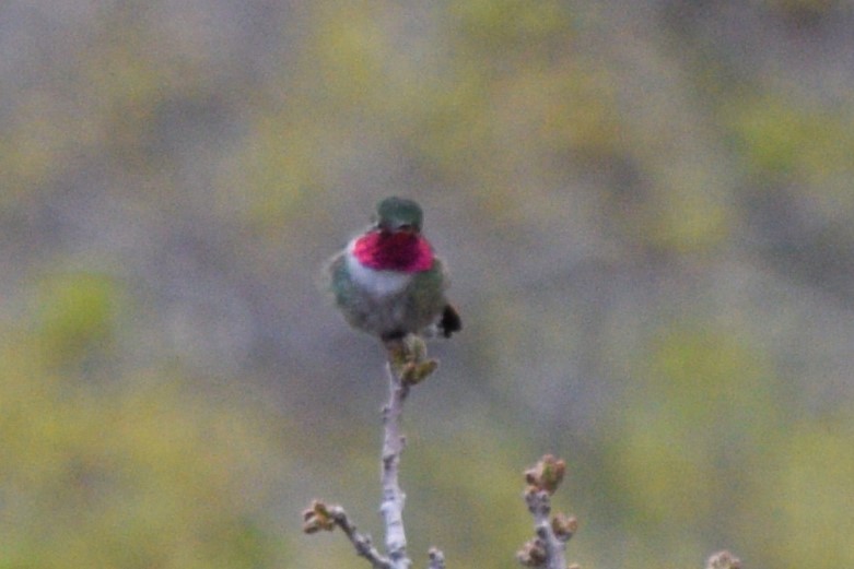 Broad-tailed Hummingbird - William Harmon