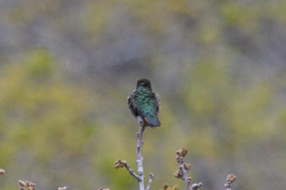 Broad-tailed Hummingbird - ML618567550