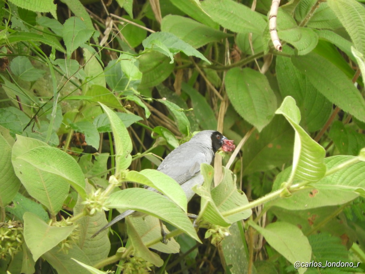 Black-faced Tanager - ML618567557