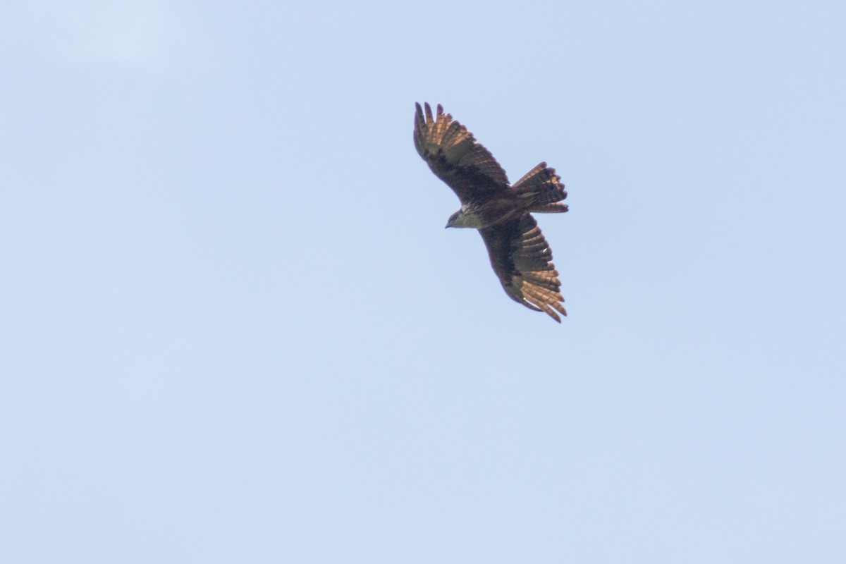 Rufous-bellied Eagle - ML618567609