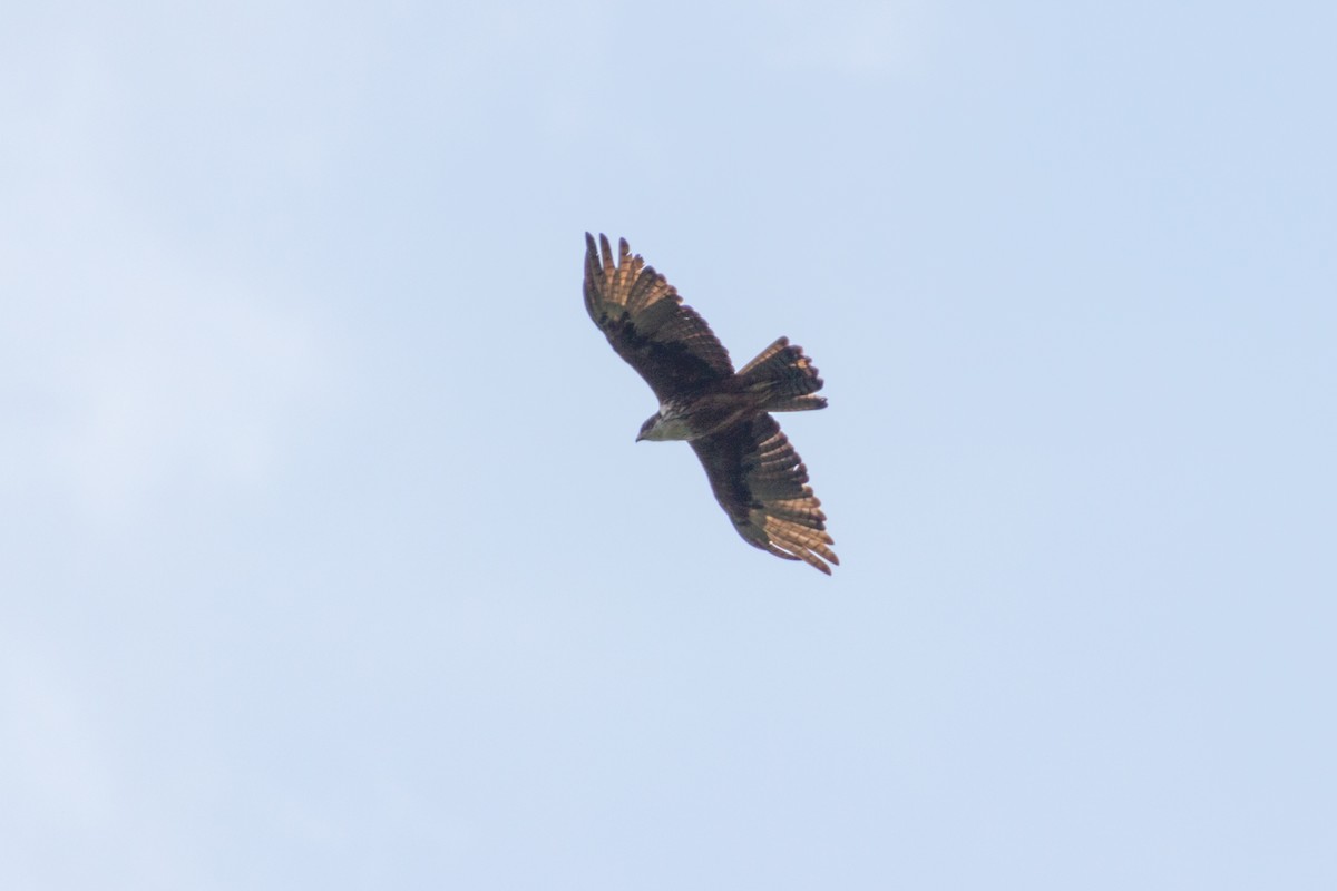 Rufous-bellied Eagle - ML618567610