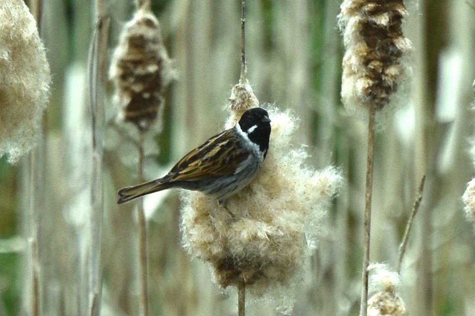 Reed Bunting - Blair Whyte