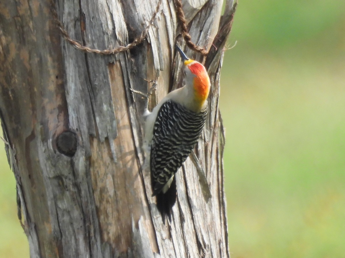 Golden-fronted Woodpecker - ML618567870