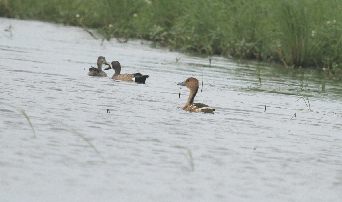 Fulvous Whistling-Duck - ML618567882