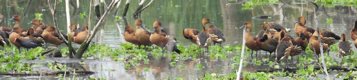 Fulvous Whistling-Duck - ML618567902
