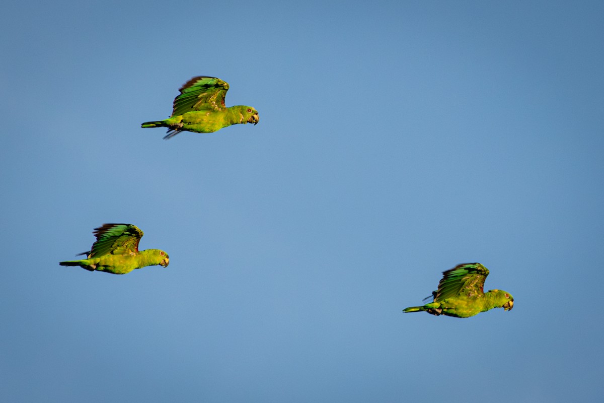 Yellow-naped Parrot - Michael Warner