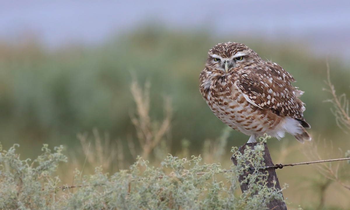 Burrowing Owl - ML618567933