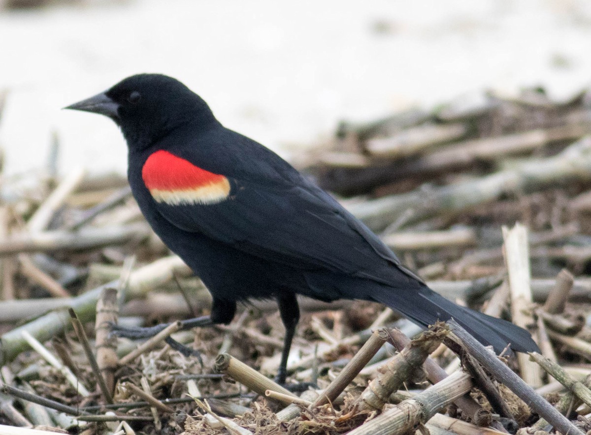 Red-winged Blackbird (Red-winged) - ML618568014