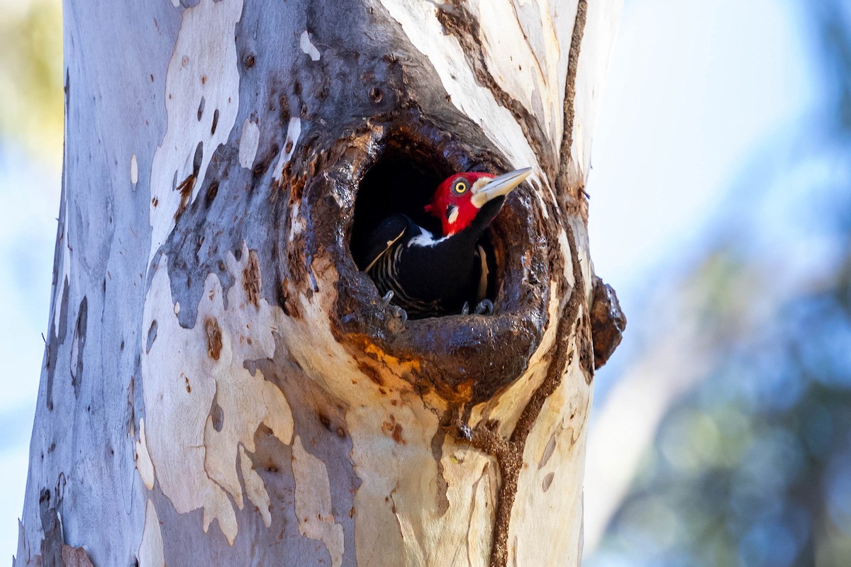 Crimson-crested Woodpecker - ML618568022