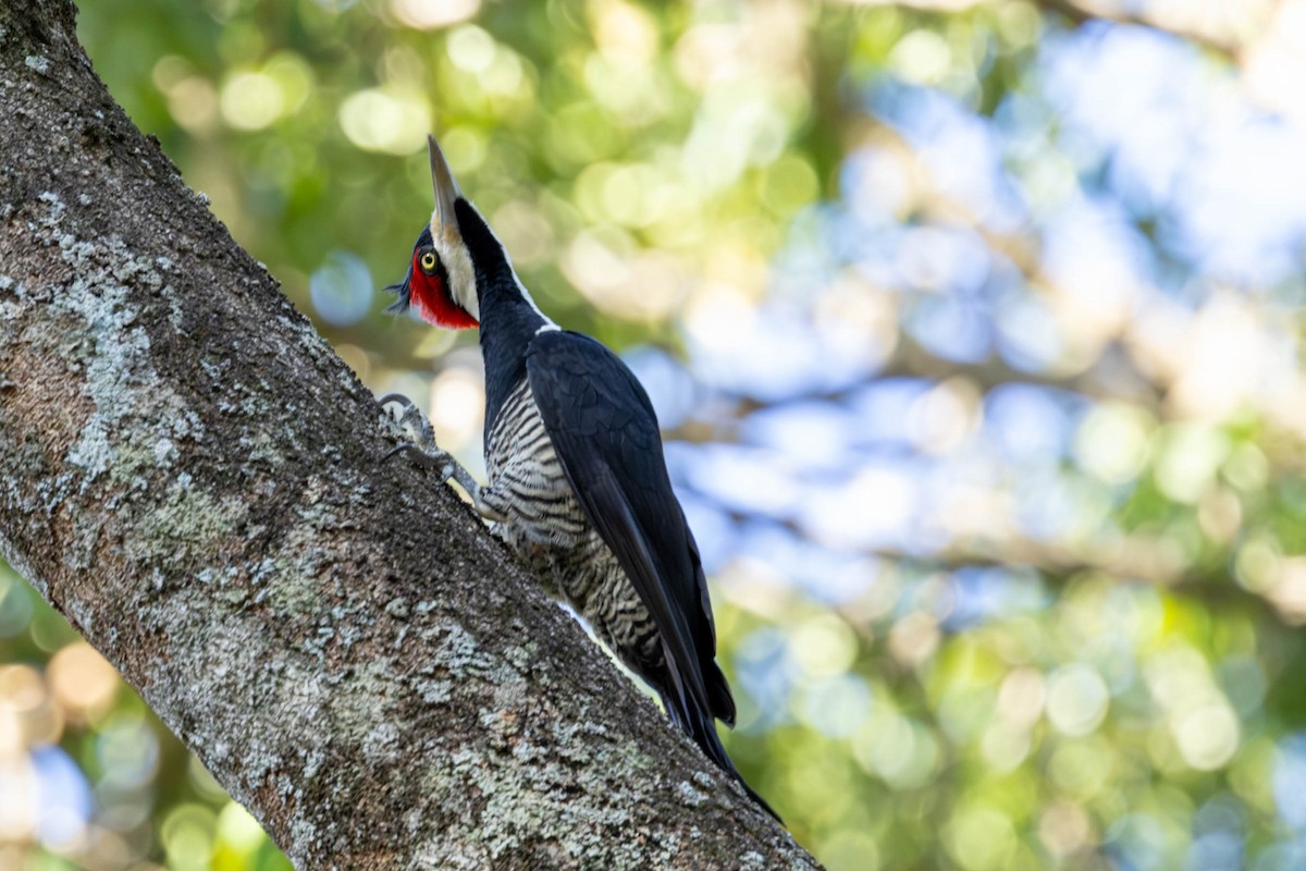 Crimson-crested Woodpecker - ML618568023