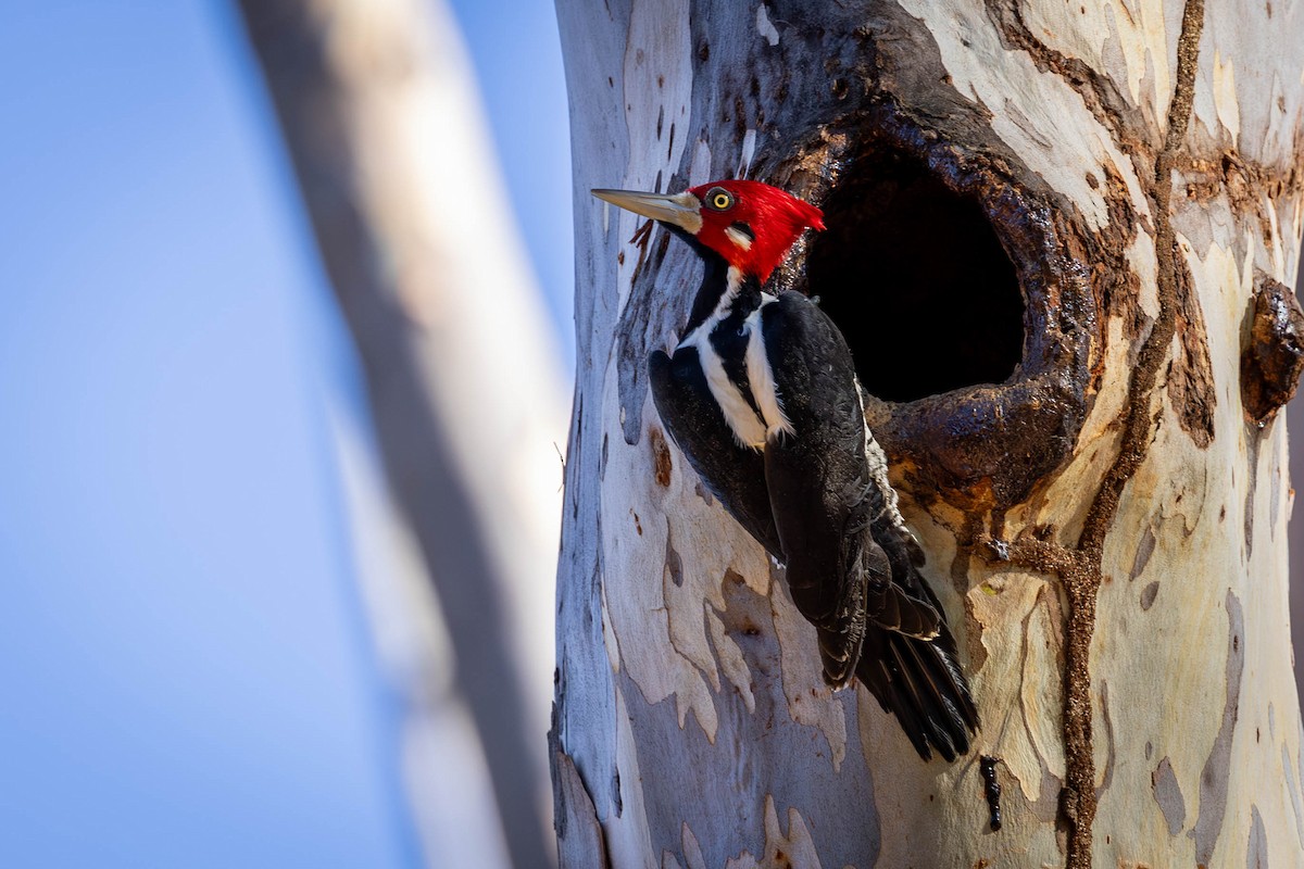 Crimson-crested Woodpecker - ML618568024