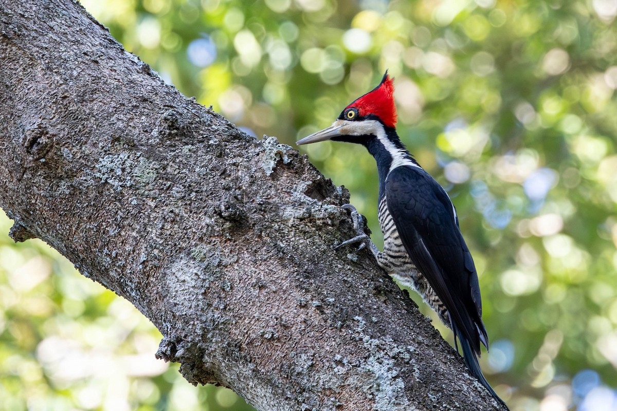 Crimson-crested Woodpecker - ML618568025