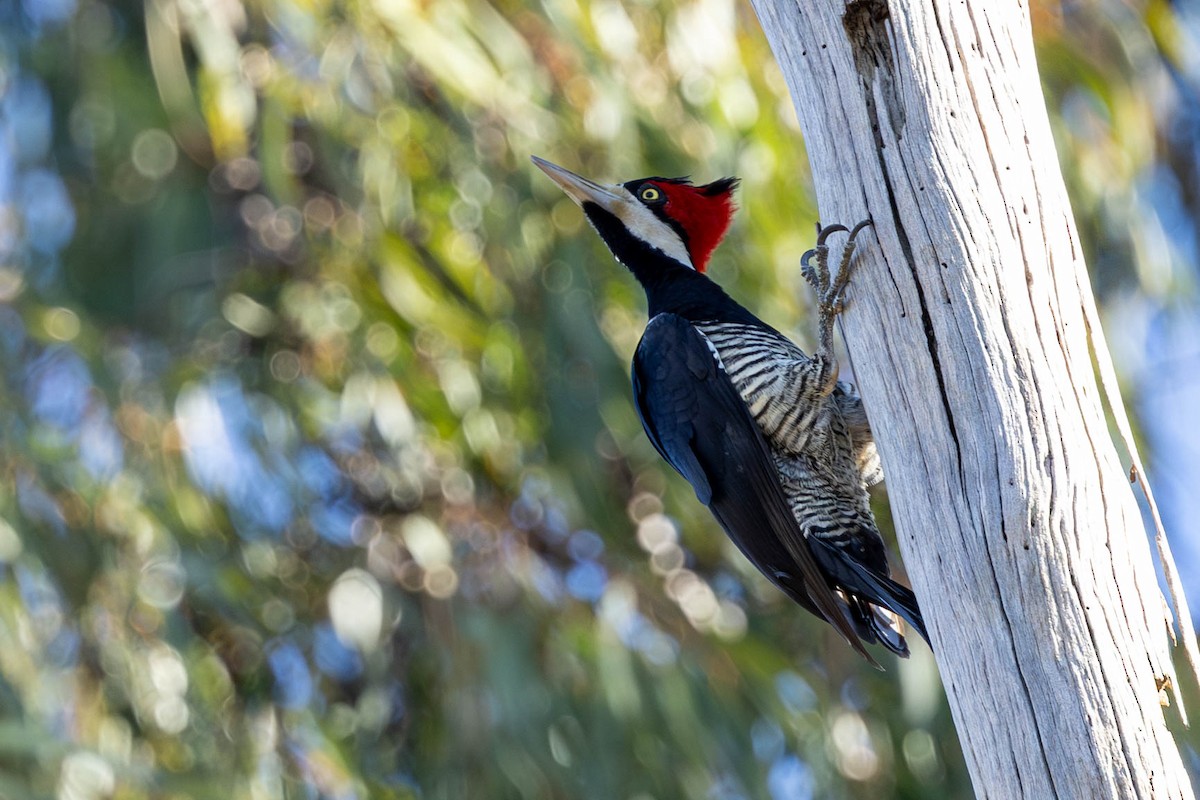 Crimson-crested Woodpecker - ML618568026