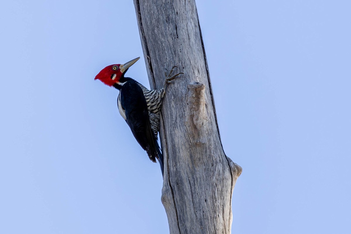 Crimson-crested Woodpecker - Fernando Calmon