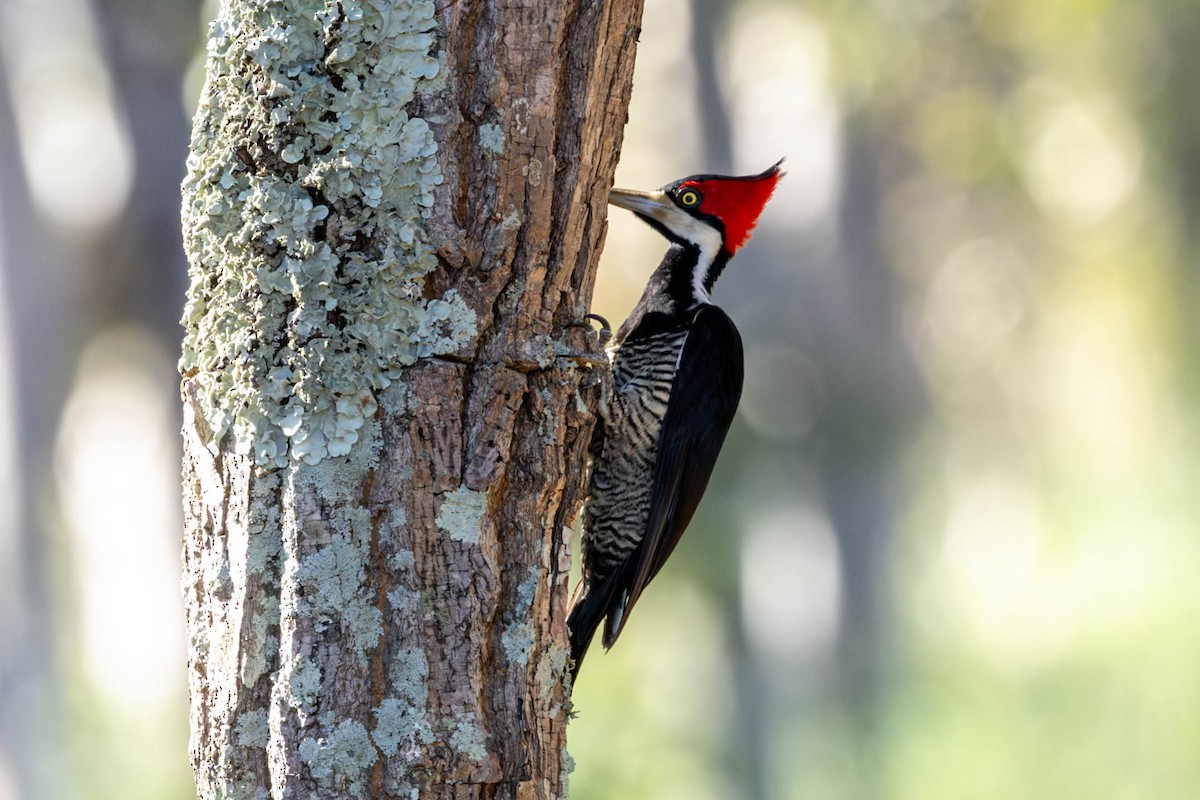 Crimson-crested Woodpecker - ML618568028