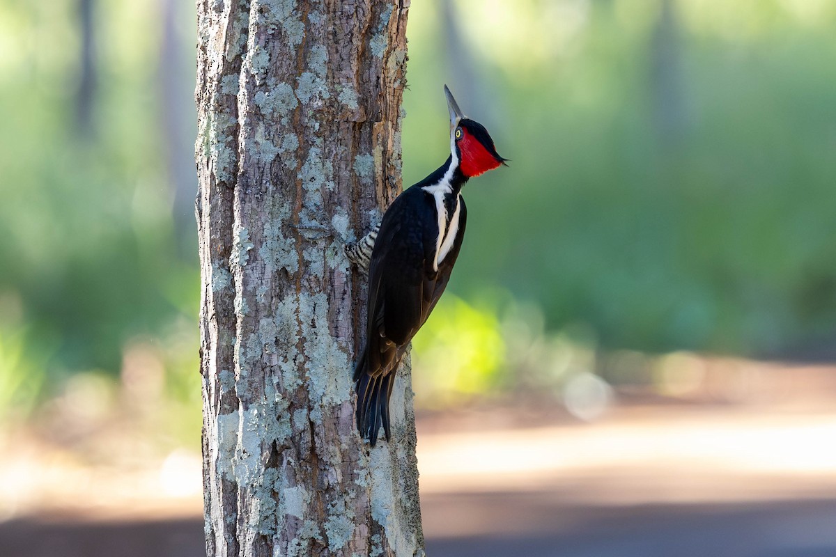 Crimson-crested Woodpecker - ML618568029