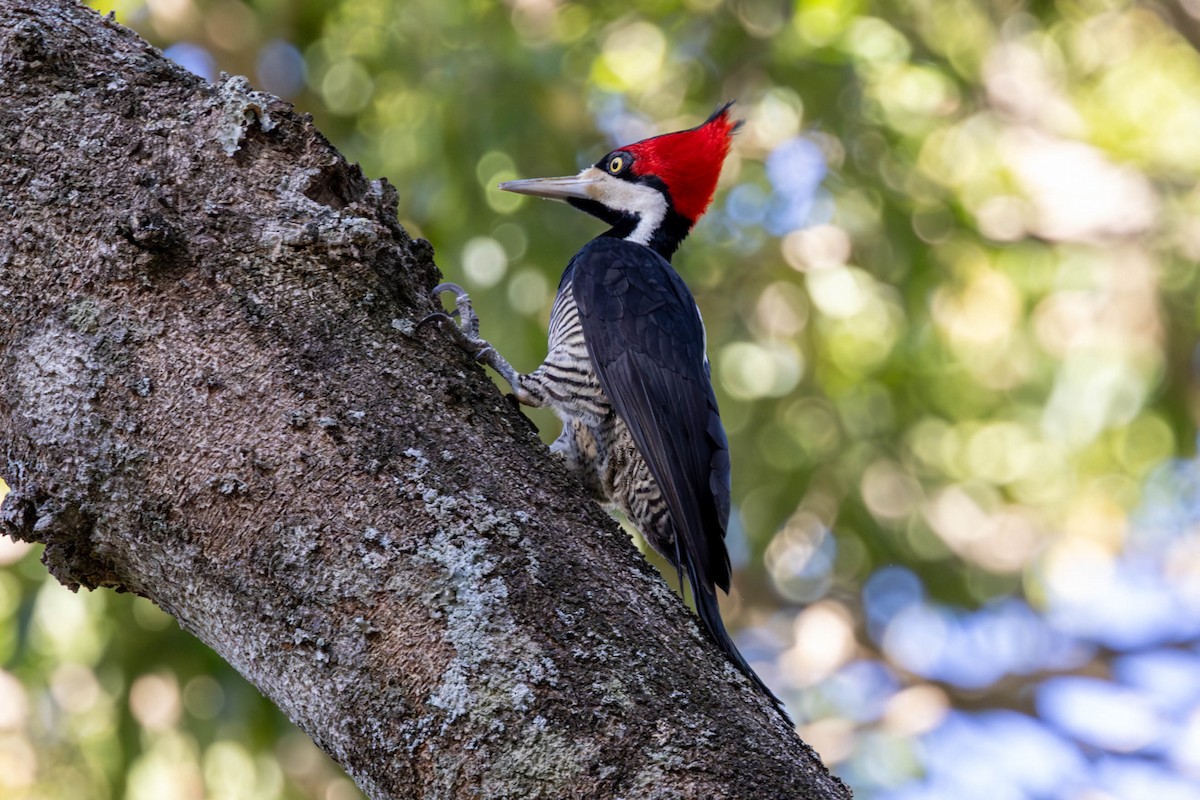 Crimson-crested Woodpecker - ML618568030