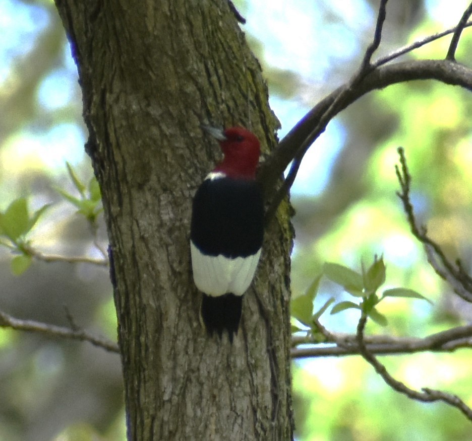 eBird Checklist - 6 May 2024 - Lyman Woods Forest Preserve - 61 species