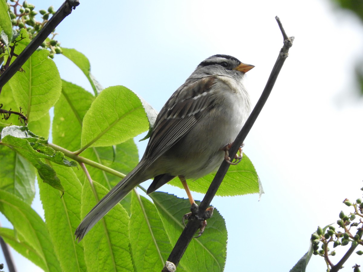 White-crowned Sparrow (pugetensis) - ML618568047