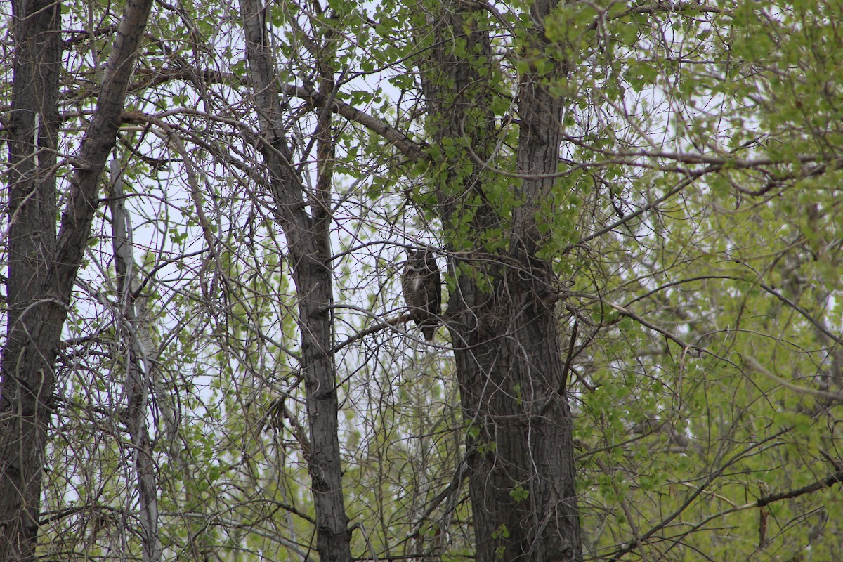 Great Horned Owl - ML618568059