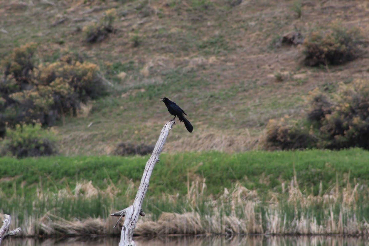 Great-tailed Grackle - ML618568096