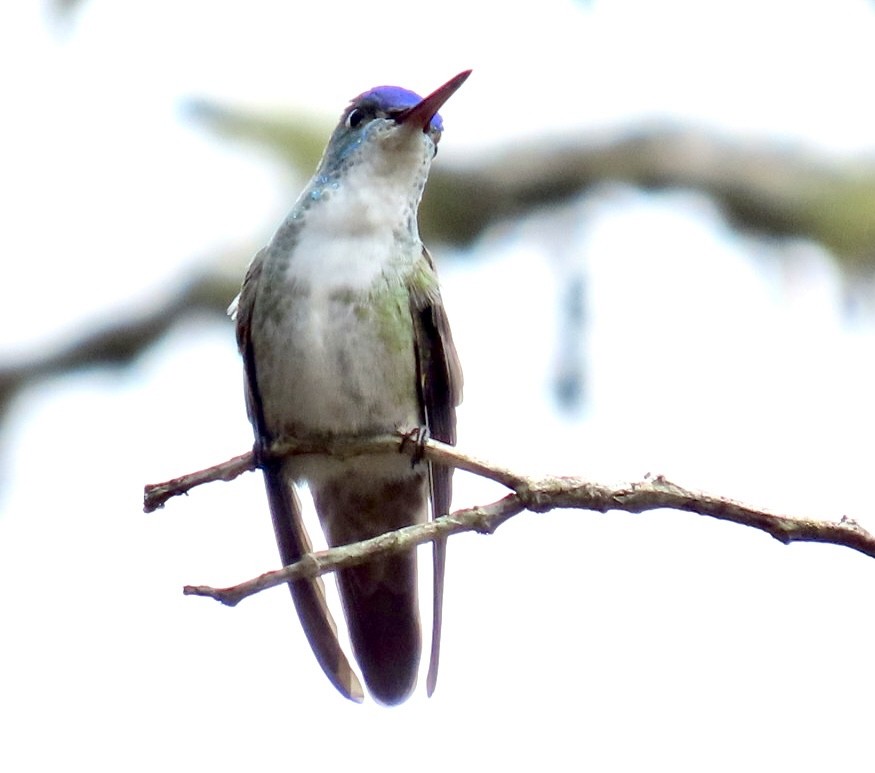 Azure-crowned Hummingbird - ML618568116
